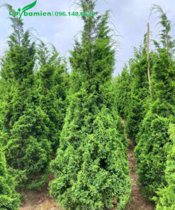 Nuôi trồng cây Tùng Tháp chiều cao hơn 2m