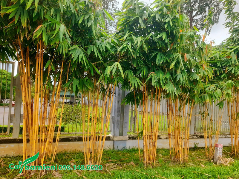 Những bụi cây Hoàng Trúc đẹp, trồng thành hàng rào