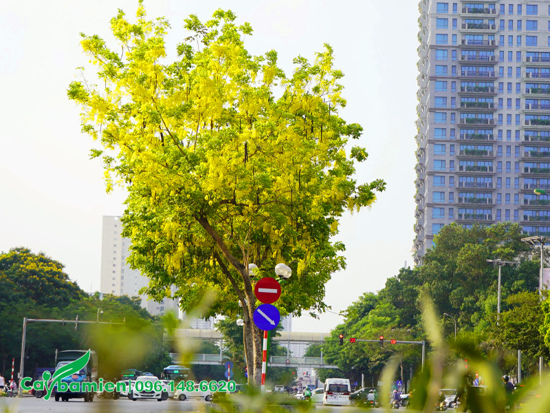 Cây xanh đô thị vừa có hoa đẹp vừa cho bóng mát