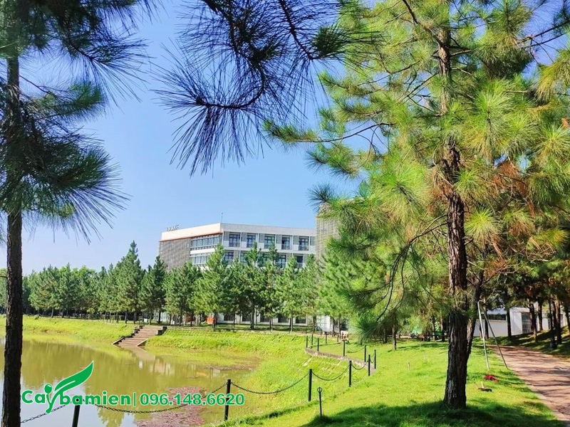 Trồng hàng cây thông Caribe công trình quanh hồ bơi