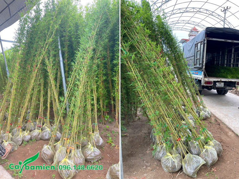 Cây Trúc Quân Tử cao 2m5 đã đóng bầu cẩn thận