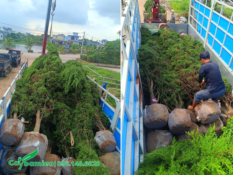 Tùng Tháp công trình cao 4 - 5m