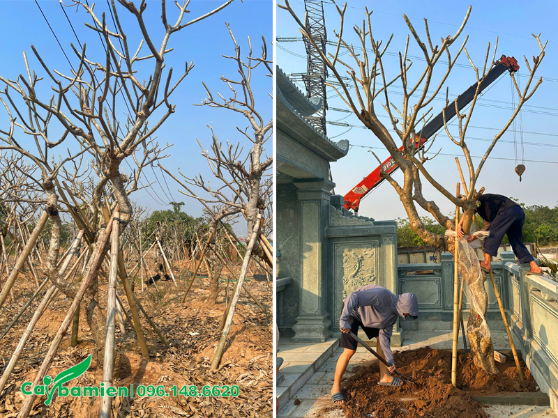 Trồng cây sứ đại cho khu lăng mộ, bảo hành 6 tháng đến khi cây phát triển tốt