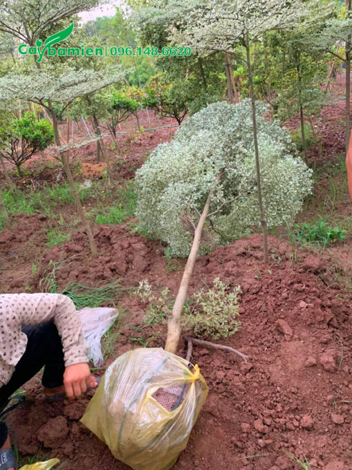Bọc bầu cẩn thận cho cây bàng mới bứng