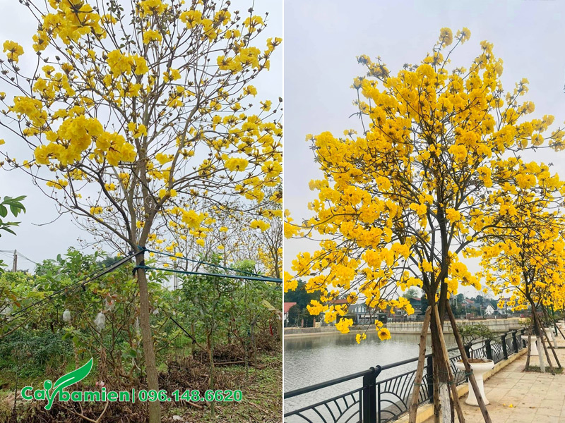 Dịch vụ trồng cây trọn gói, có bảo thành từ 3 - 6 tháng
