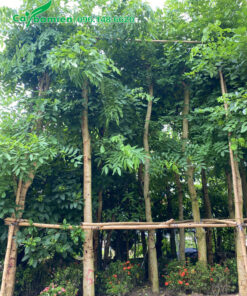 Hàng dưỡng thoát thân cao 5m, tán cành phân bố đều