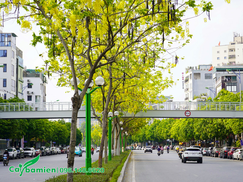 Hàng cây Muồng Hoàng Yến nở hoa rực rỡ trên phố phường