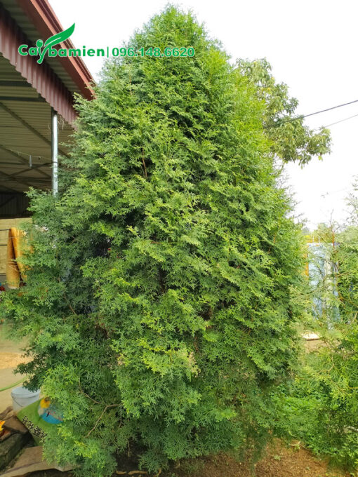 Cây Bách Xanh đẹp chiều cao hơn 2m