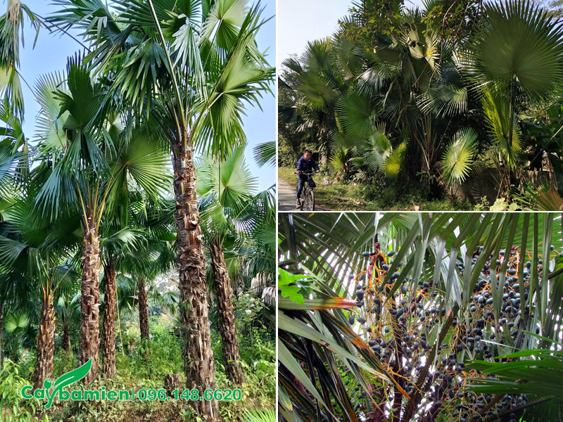 Hình ảnh cây cọ ta quen thuộc với người Việt