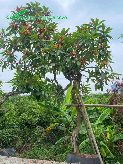 Cây sứ đại đỏ màu đỏ cam độc đáo