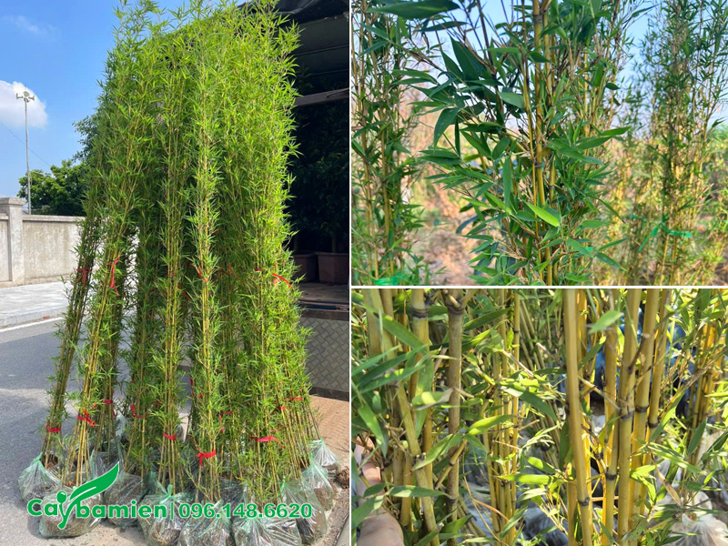 Hình ảnh thực tế của Cây Trúc Quân Tử tại vườn Cây Ba Miền