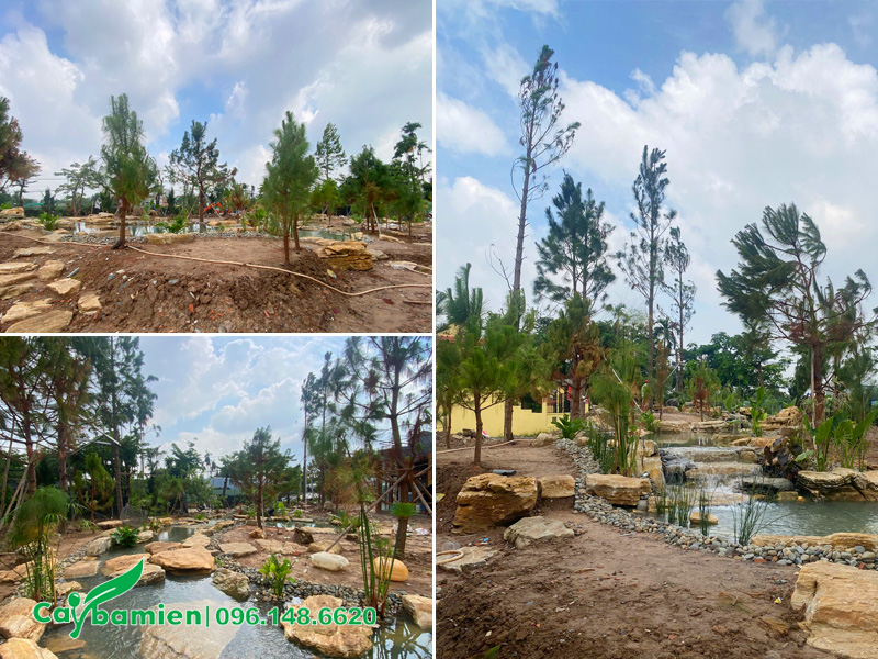 Những cây thông caribe công trình trồng quanh hồ cá Koi