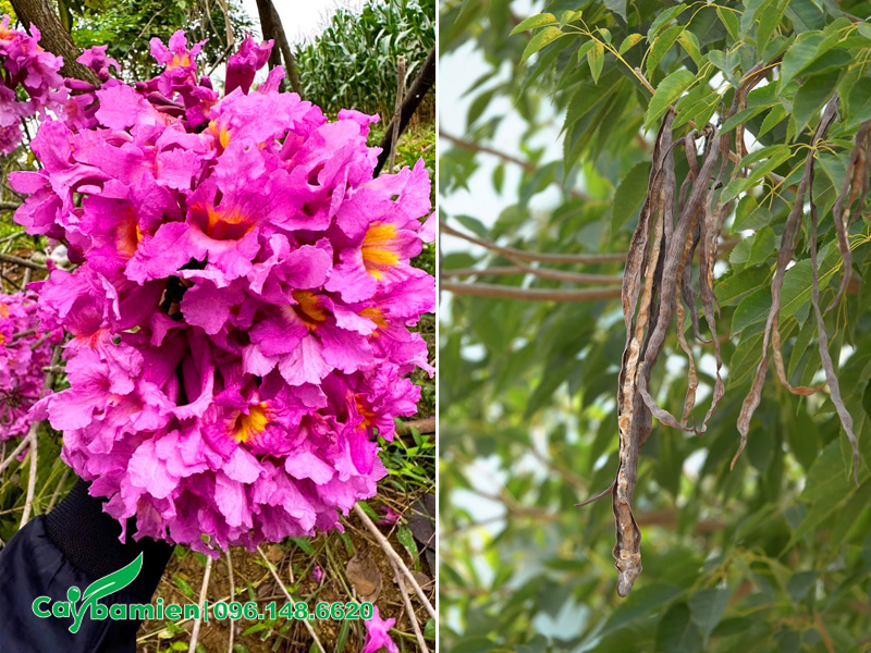 Hoa và quả cây phong linh tím