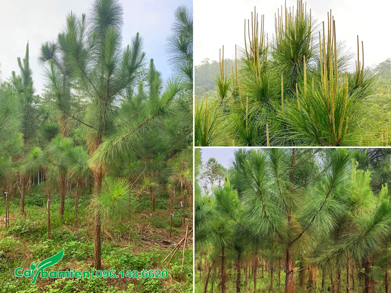 Hình thái cơ bản của cây thông Caribe công trình