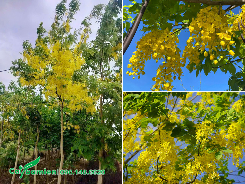 Hoa Muồng Hoàng Yến nở sum suê kín cả cành