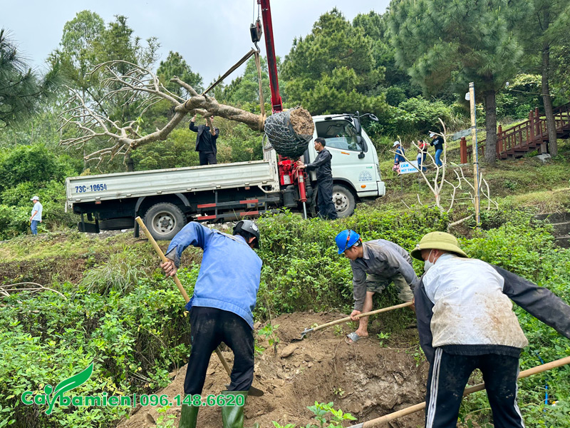Công nhân đang đào hố trồng cho cây hoa đại lâu năm