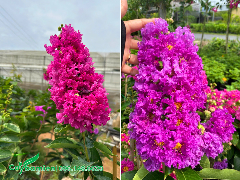 Chùm hoa bằng lăng thái màu hồng tím và tím đậm