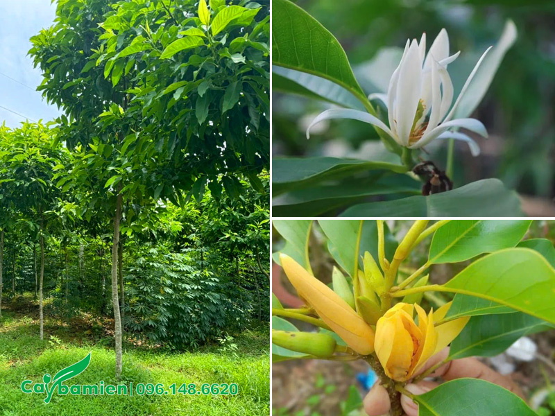 Ngọc lan hoa trắng và hoa vàng