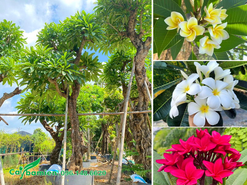 Các màu hoa phổ biến của cây Đại công trình