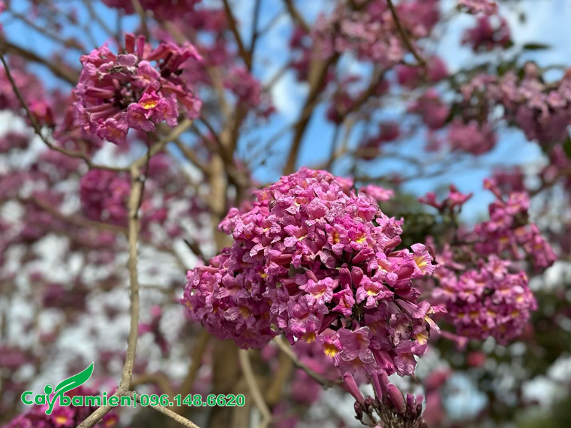 Những chùm hoa phong linh tím khoe sắc