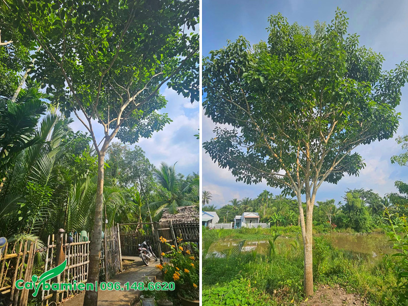 Cây kèn hồng trồng lâu năm, tán lá xanh đẹp, tạo bóng mát hiệu quả