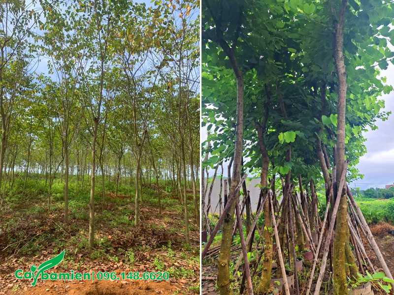 Vườn ban Tây Bắc trồng từ bé và vườn dưỡng ủ cây chất lượng