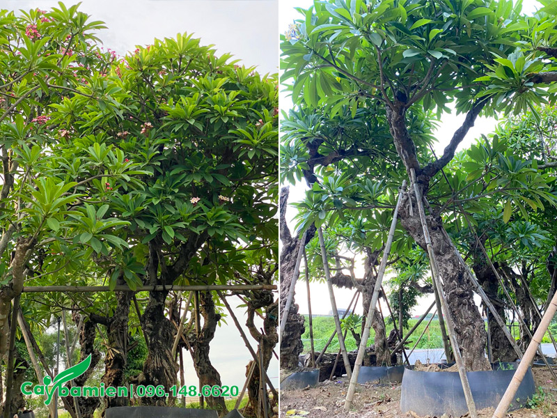 Vườn cây hoa đại lâu năm đã dâm ủ kỹ