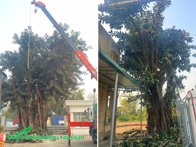 Lên phương án thi công di dời cây xanh an toàn, đảm bảo