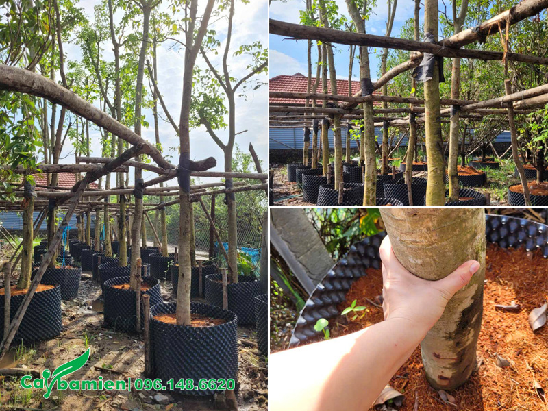 Vườn dưỡng ủ cây muồng hoàng yến trong bầu nổi, đường kính gốc 12 - 15cm
