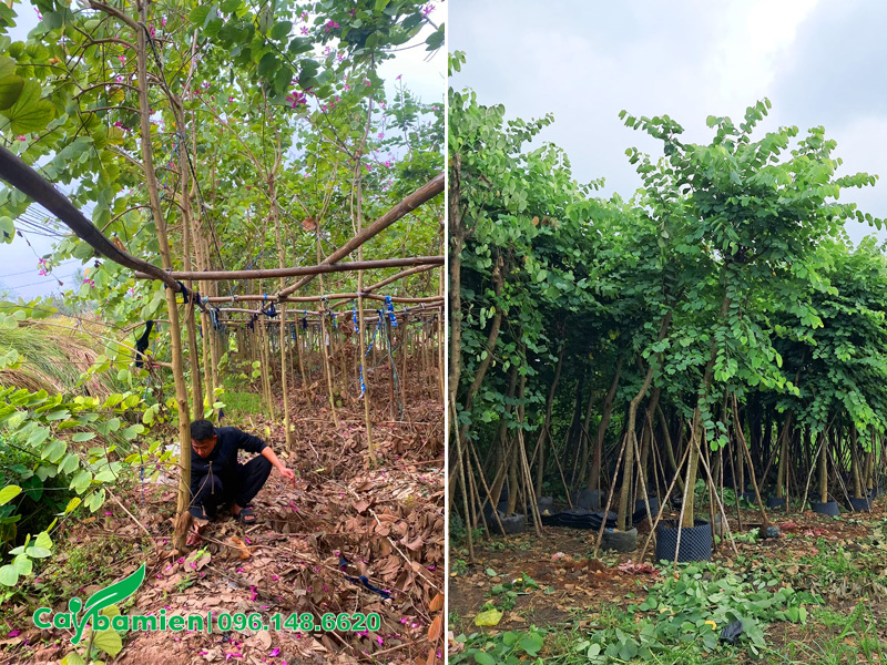 Vườn dưỡng cây ban tím công trình đường kính gốc 8 - 10cm