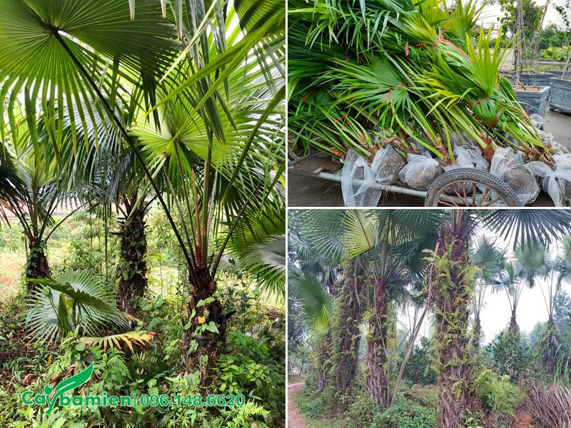 Kích thước cây cọ ta từ cây con cho đến cây lâu năm