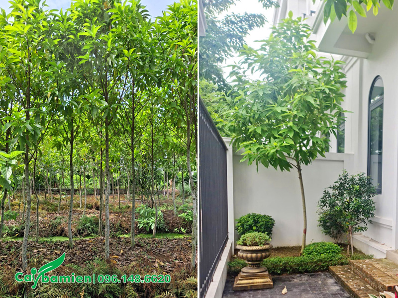 Ngọc lan trắng trồng trong sân vườn biệt thự