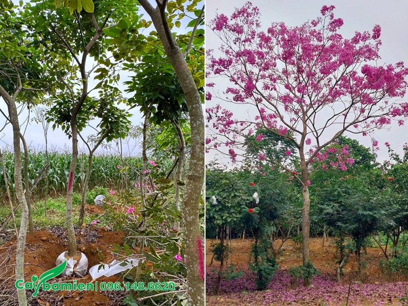 Cây đẹp, hàng tuyển chọn, sẵn hoa