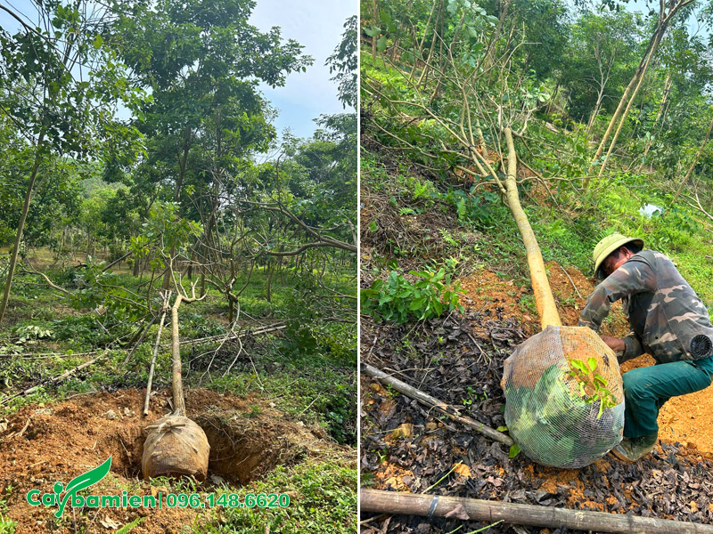 Bứng và bọc bầu đất bằng lưới chắc chắn