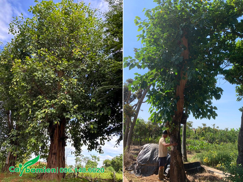 Bồ đề cổ thụ đã dâm ủ kỹ, vanh hơn 100cm