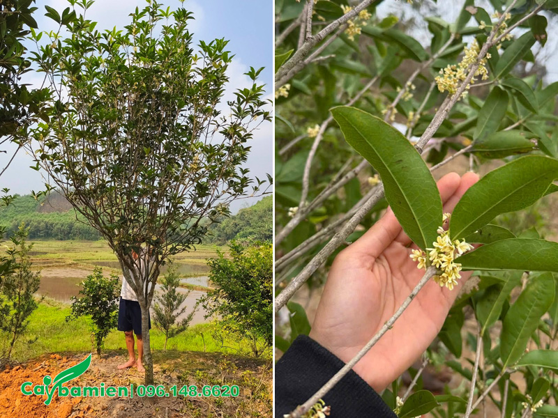 Kiểm tra cây tại vườn cho khách, chiều cao đạt khoảng 3m, đường kính gốc 10cm
