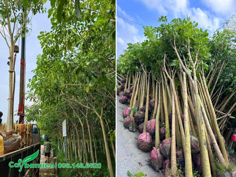 Hàng chục cây kèn hồng đã dâm ủ, bầu đất nguyên khối chắc chắn
