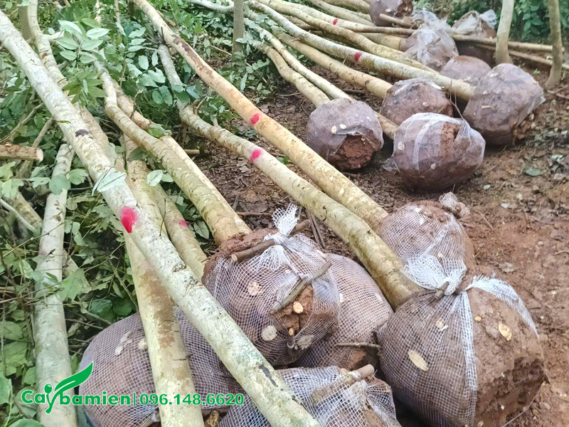 Cây mới bứng, bầu được bọc lưới chắc chắn, rễ chính được cắt dứt khoát