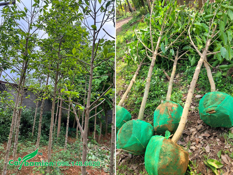 Bứng cây ngọc lan đường kính gốc 4cm