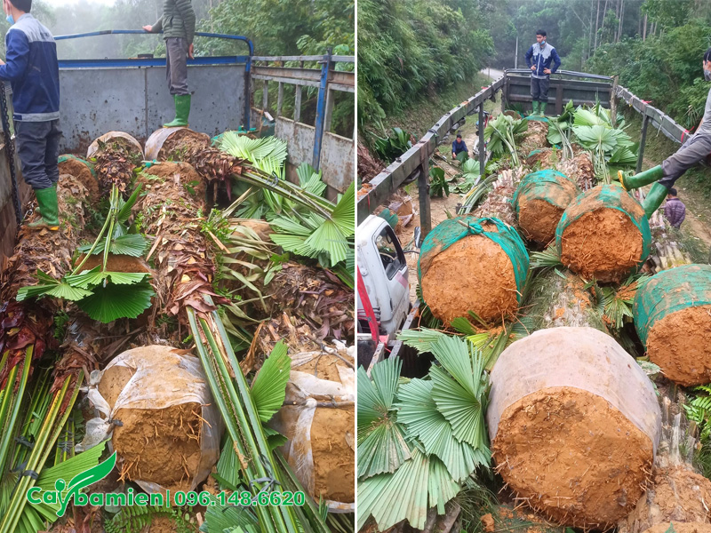 Lô cọ công trình thoát thân 2m trở lên, đường kính bầu 70 - 80cm