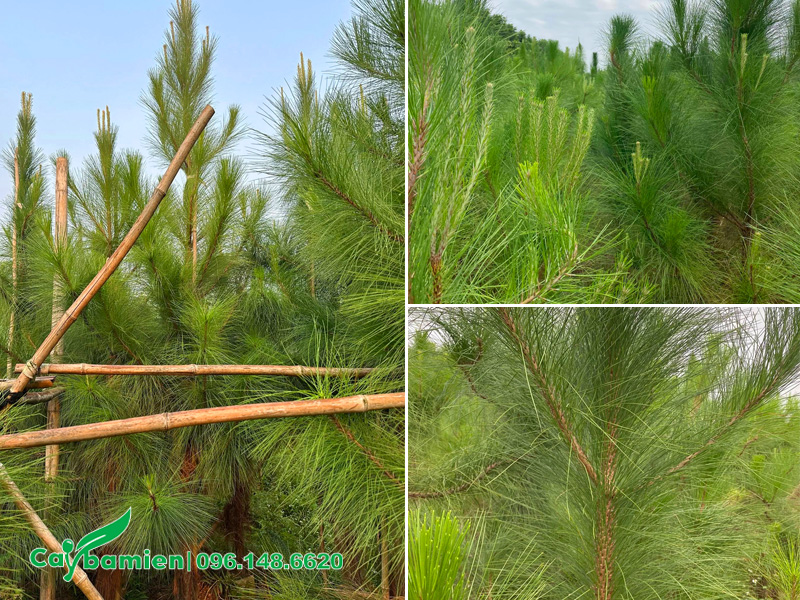 Vườn trồng thông Caribe cao 1.5m tại Hưng Yên