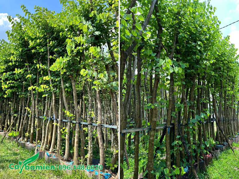 Vườn dưỡng ủ hàng trăm cây ban tím công trình
