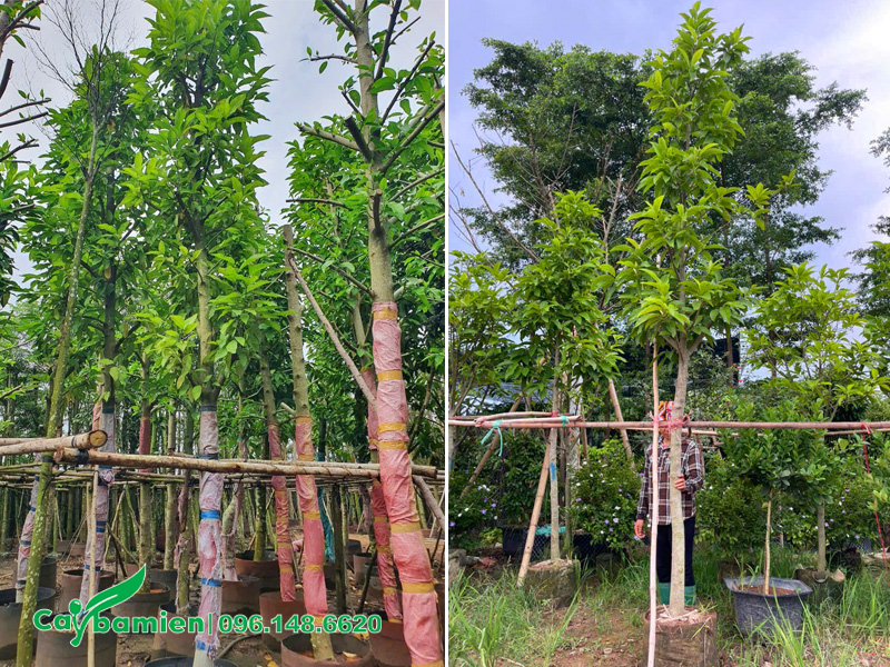 Dưỡng ủ cây cao 5 - 6m, đường kính gốc 10 - 12cm