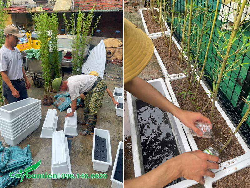 Dự án trồng cây Trúc Quân Tử trong chậu