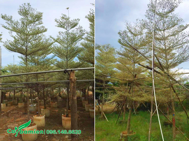 Vườn cây bàng cẩm thạch công trình cao 5m, đường kính gốc 8 - 10cm