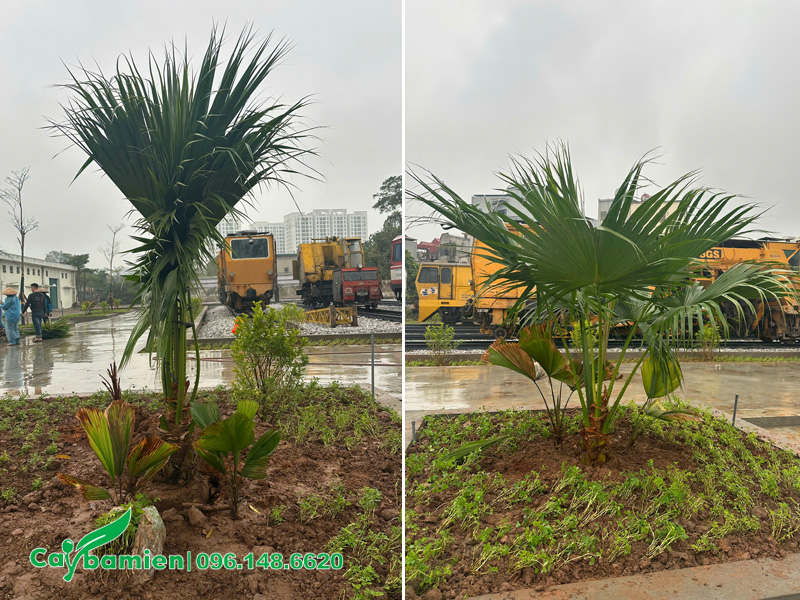 Khi trồng lá cọ được buộc gọn để tránh đất làm bẩn lá