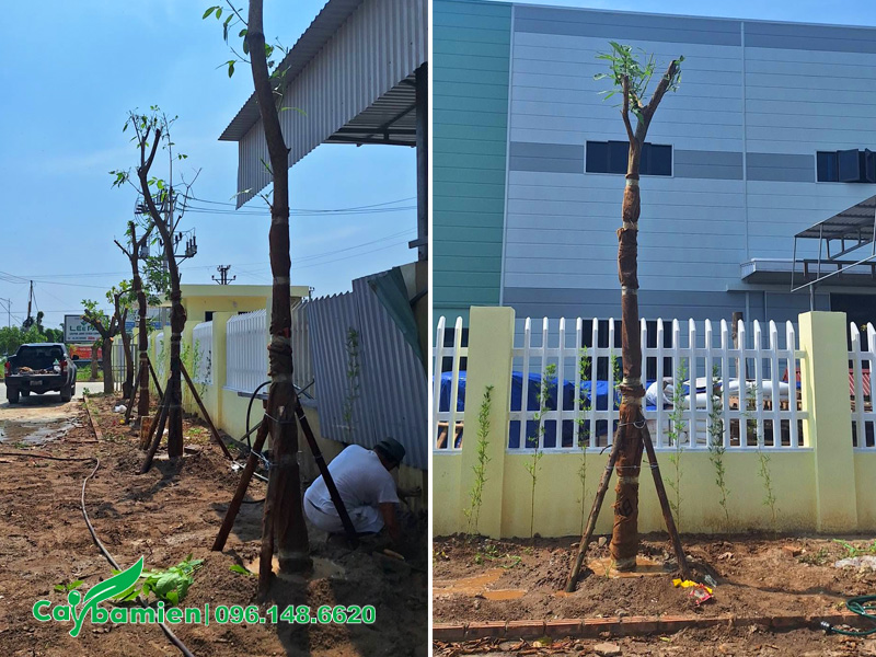Thi công trồng và chống cọc cho hàng cây kèn hồng đường kính gốc 12 - 15cm