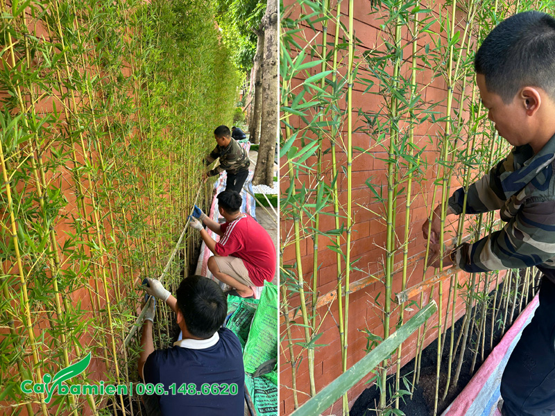 Thi công trồng cây Trúc Quân Tử làm hàng rào