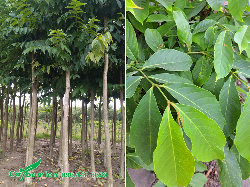 Hình ảnh lá cây hoa bằng lăng tím công trình