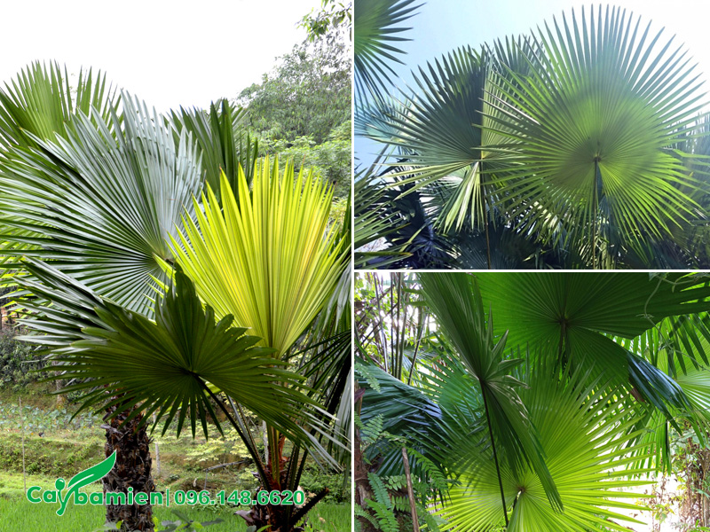 Hình thái lá cây cọ ta